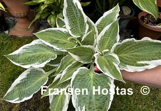 Hosta Marshmallow Clouds